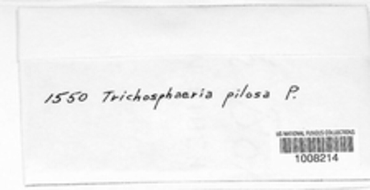 Trichosphaeria pilosa image